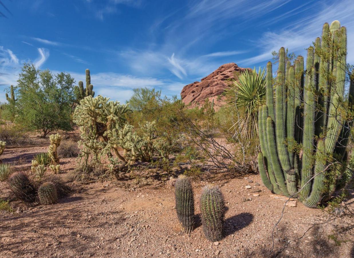 Orange Tree Resort Phoenix Exteriör bild